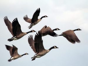 Free Flight Contest: Top Ten Nominees