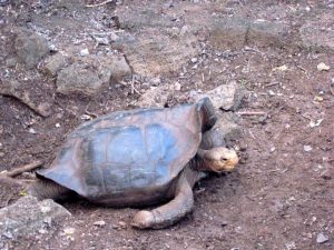 Lonesome George Inspires a Lifestyle Change