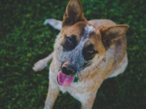 Uncommon Volunteer Opportunities: AEI